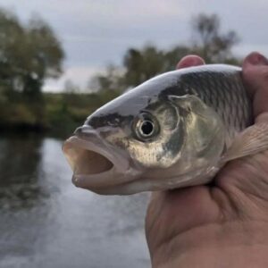 Ловля голавля с сырной пастой