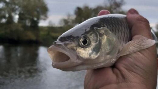 Ловля голавля с сырной пастой