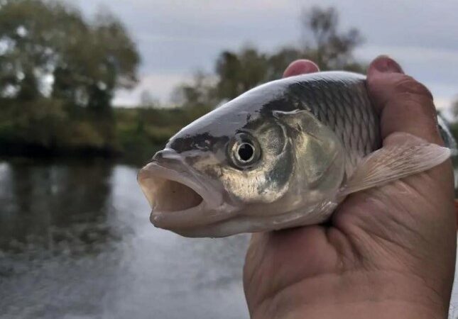 Ловля голавля с сырной пастой