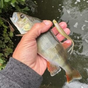 Ловля окуня осенью