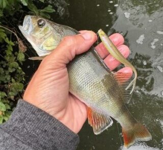 Ловля окуня осенью