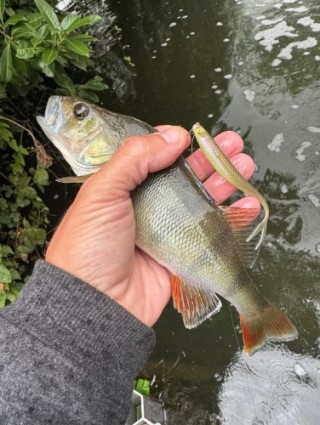 Ловля окуня осенью