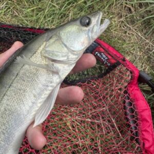 Ловля судака на канале