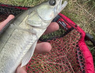 Ловля судака на канале