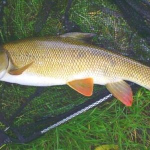 Ловля усача с использованием мяса и пеллет