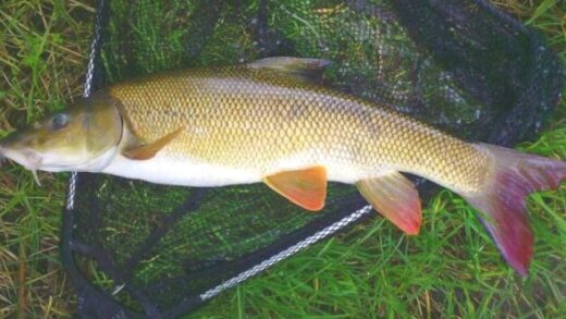 Ловля усача с использованием мяса и пеллет