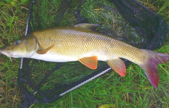 Ловля усача с использованием мяса и пеллет