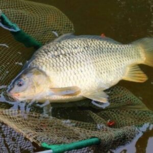 Поверхностная ловля крупного карпа