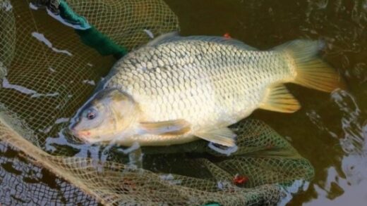 Поверхностная ловля крупного карпа