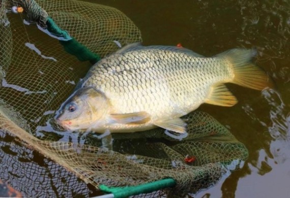 Поверхностная ловля крупного карпа