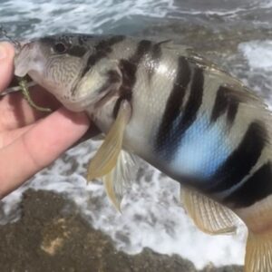 Рыбалка с использованием искусственных приманок в Греции