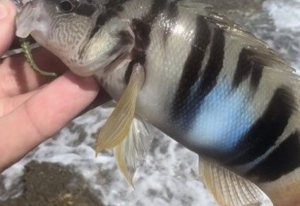 Рыбалка с использованием искусственных приманок в Греции