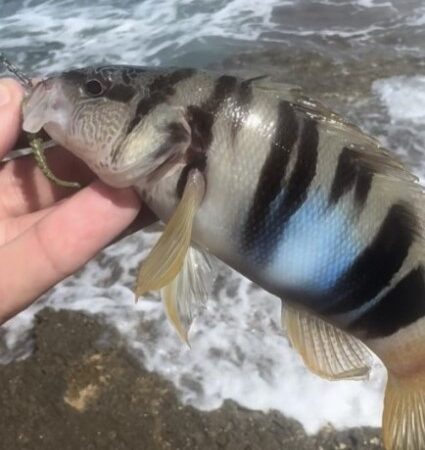 Рыбалка с использованием искусственных приманок в Греции