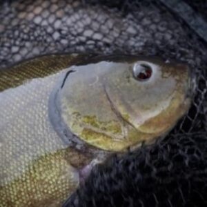 Тактика ловли линя ранней весной