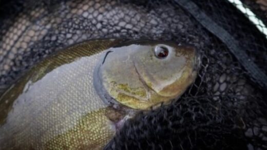 Тактика ловли линя ранней весной