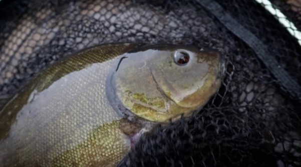 Тактика ловли линя ранней весной