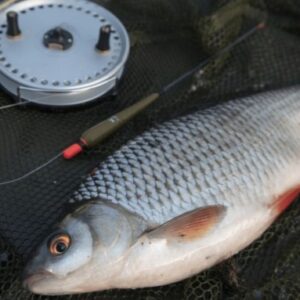 Как ловить плотву на реке (руководство для начинающих)