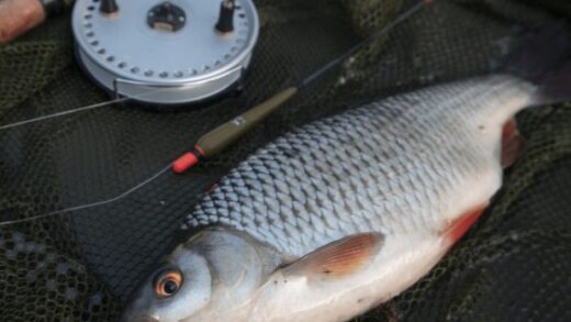 Как ловить плотву на реке (руководство для начинающих)