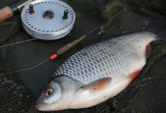 Как ловить плотву на реке (руководство для начинающих)