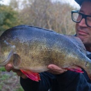 Огромный речной окунь