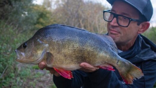 Огромный речной окунь