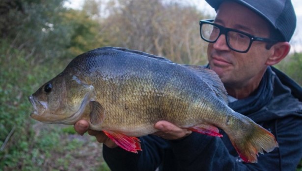 Огромный речной окунь