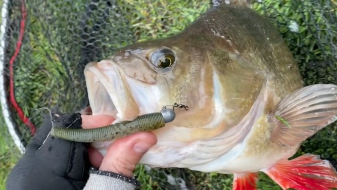 Рыбалка на крупного окуня в озере