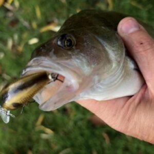 Зимний окунь на воблеры