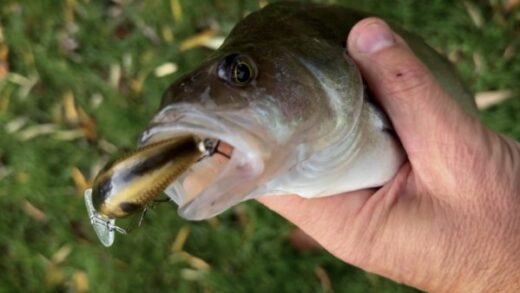 Зимний окунь на воблеры