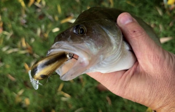 Зимний окунь на воблеры