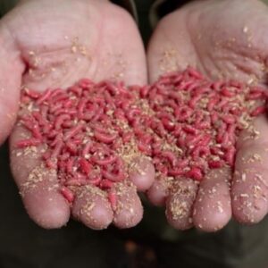 Зимняя рыбалка на реке с использованием опарышей