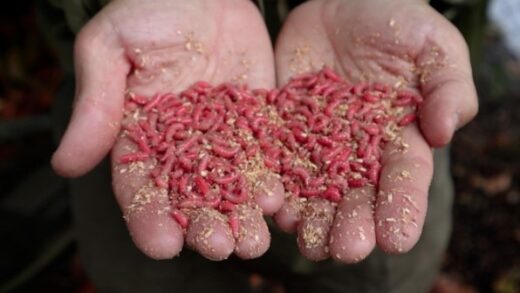 Зимняя рыбалка на реке с использованием опарышей