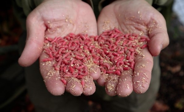 Зимняя рыбалка на реке с использованием опарышей